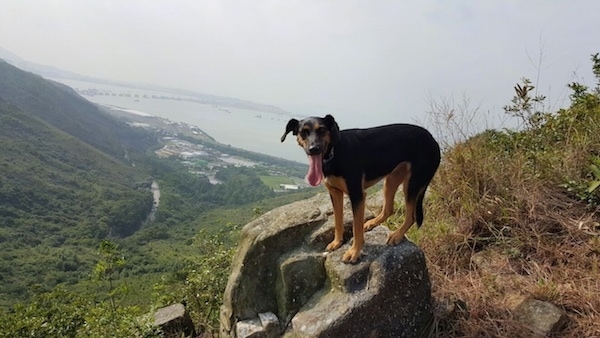 A tall black and tan dog with a black nose, ears that hang down to the side and a long pink tongue hanging out standing up on a rock on the side of a cliff with a good view of the water with boats in it.