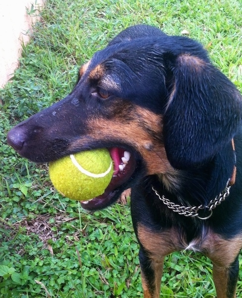 Front side view of the upper half of a black and tan dog with brown eyes, a black nose, white teeth with a green tennis ball in its mouth standing outside in grass next to a house.