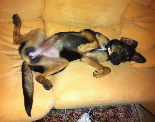A black and tan dog laying belly-up on a yellow couch with its ears sticking up and its paws relaxed.