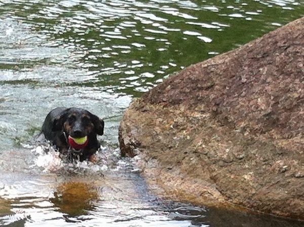 A black and tan dog swimming in a body of green water next to a boulder-sized rock with a tennis ball in its mouth.