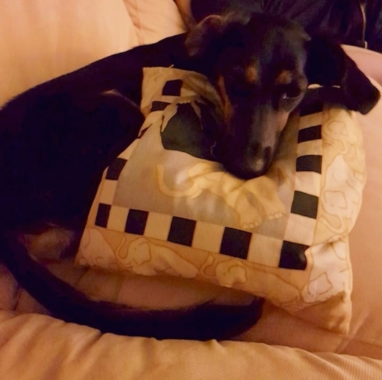 A black and tan dog laying on a white couch on top of a white, black and gray pillow that has elephents on it. The dog has a long pointy snout, dark eyes and a black nose. One of its ears is flipped inside out and the other is hanging down to the side of its head.