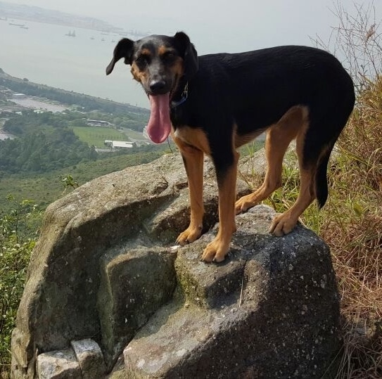 Close Up - A tall black and tan dog with a black nose, ears that hang down to the side and a long pink tongue hanging out standing up on a rock on the side of a cliff with a good view of the water with boats in it.
