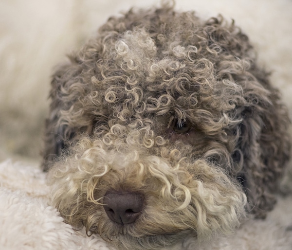 Close up head shot - a tan, brown and white curly coated dog with a brown nose and dark eyes that have hair coming down into them.