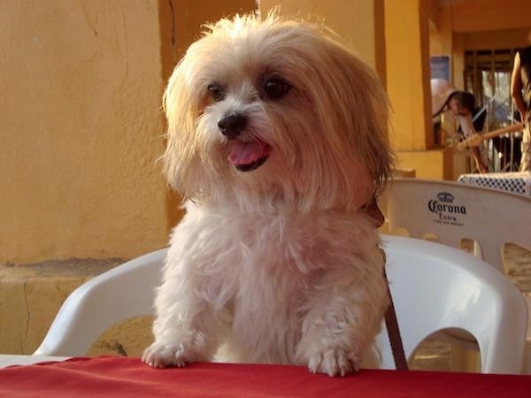 A small, long, wavy coated white and tan dog with ears that hang to the sides and a thick head of hair, dark eyes and a black nose jumped up at a red table while standing on a white chair