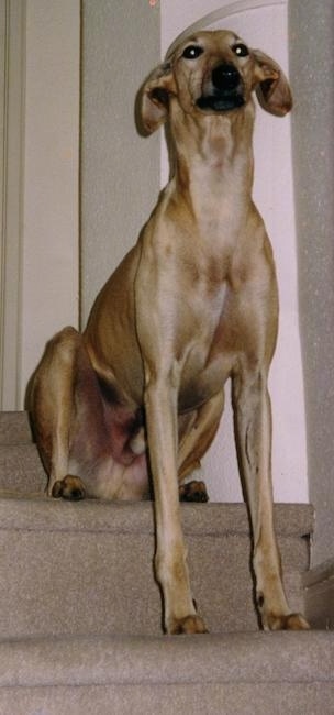 A tall, lanky light brown dog sitting on tan carpeted steps inside of a house. The dog has short hair, long fold over ears that hang down, a long neck a black nose and dark eyes.
