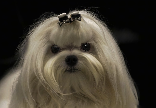 Close up head shot - A long haired white dog with large round black eyes and a black nose. Its hair is pulled up in a bow in a top knot.