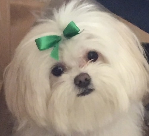 Close up head shot of a small white fluffy long haired dog with a black nose, dark round eyes, black lips and a green ribbon clipped to its forehead.