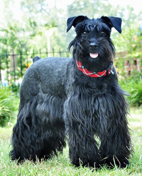 A glack medium-sized dog with short hair on its back and longer thick hair on its legs, belly and face and eyebrows with v-shaped black ears and dark brown eyes and a black nose standing in a grassy yard with its pink tongue sticking out. It is wearing a bright red collar. Its tail is docked short.