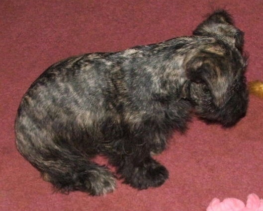 View from the top looking down at the dog -  a dark brown brindle dog with shorter hair on its back and longer hair on its legs with short fold over ears sitting on a red carpet looking down. There are toys in front of and next to the puppy.
