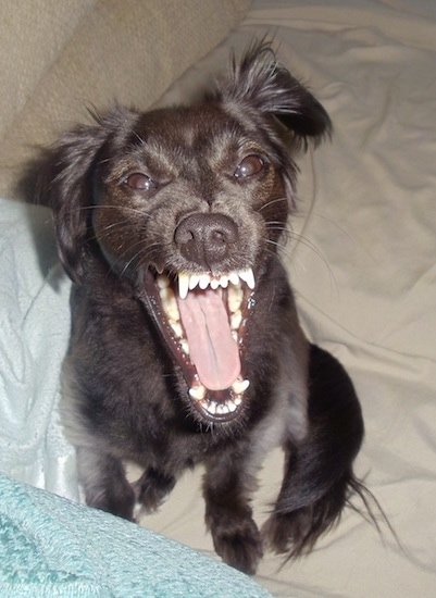 A medium sized black dog with long fringe hair on its fold over ears and long tail sitting on a tan bed with its mouth all the way open showing its teeth.