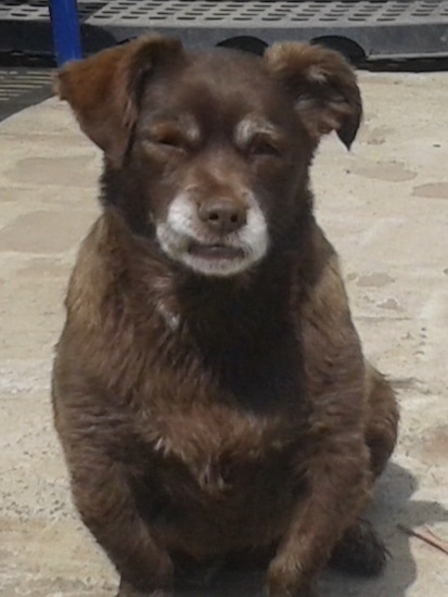 Front view of a soft looking brown dog with gray on its snout and a brown nose sitting down outside on concrete. The dog has a wide chest and very short legs with almond shaped brown eyes and small fold over ears. The dogs short legs bow inward.