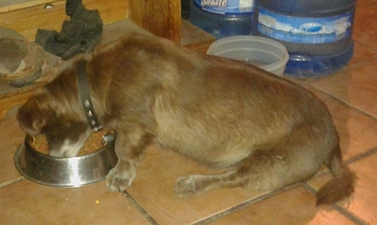 Side view of a low to the ground, long-bodied dog with a medium langth tail and short fold over ears eating dog food from a silver bowl on a brown tiled floor.