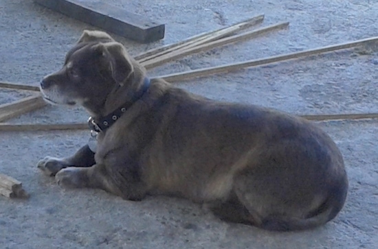 side view - An overweight brown, long-bodied dog with a gray snout laying down outside on concrete. It has stubby short legs and is wearing a black collar. Its ears fold over to the sides. 