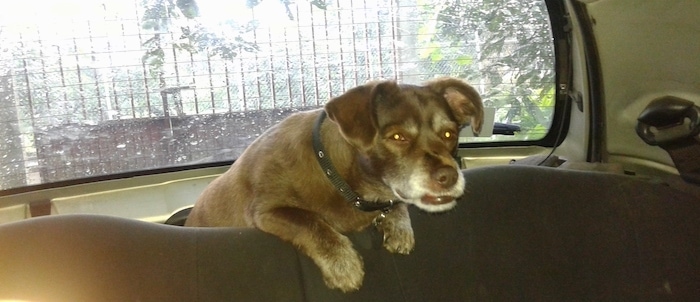 A thick brown, short-legged dog jumped up with its small legs hanging over the top of the back seat of a car.