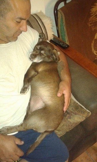A man sitting on a couch holding and looking down at a long bodied, short legged sleeping brown dog who is on his lap.