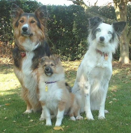 Three dogs sitting in grass looking forward. The first dog is a Collie German Shepherd mix and has a long coat with perk ears the dog in the middle is a Shetland Sheepdog puppy with a big thick coat and the dog on the far right is a white with gray and black border collie with blue eyes.