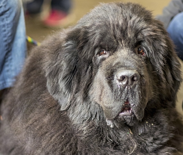 A massive, huge, thick, furry, black dog with a big head and a very large body looking forward. The dog has small brown eyes and fluffy drop ears, long lips with big dewlaps and a big black nose. It looks like a bear.