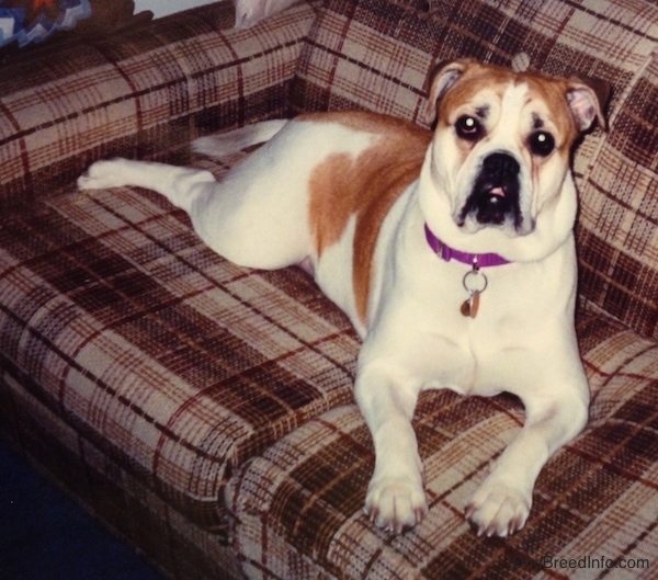 A white with tan Bulldog type dog laying down on a tan plaid couch facing forward. The dog has a large underbite, rose ears and a long tail.