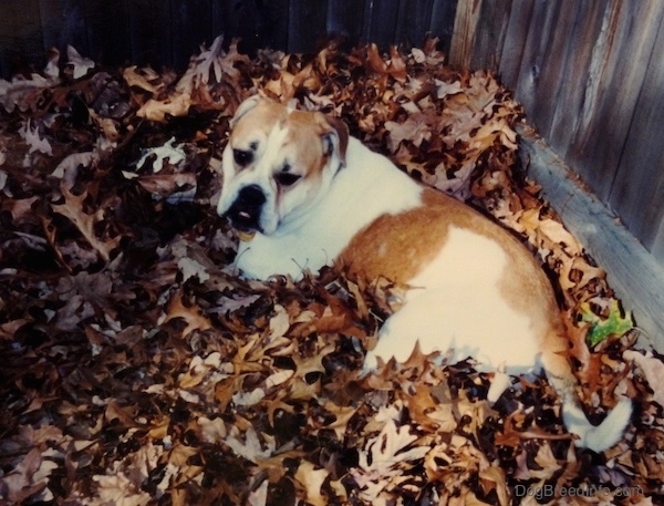 A white with tan Bulldog type dog laying down in a pile of brown fallen leaves looking back towards the camera. The dog has a large underbite, rose ears and a long tail.