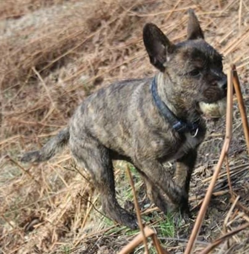 Front side view of a perk bat-eared brown brindle, wiry-looking dog with a black nose, brown eyes, a small wiry beard and a blue and black collar walking outside with a green tennis ball in its mouth.