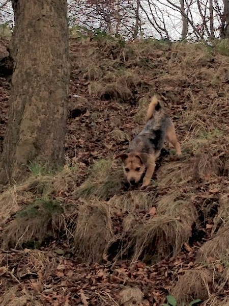 Front View - A wiry looking tan black saddle patterned dog walking down a steep hill next to a tree. Its tail is curled up over its back.