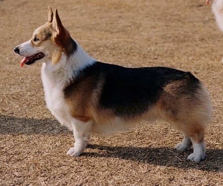 Front side view - A happy-looking, tan with black and white Pembroke Corgi dog is sitting on dirt and wood chips looking up and towards the camera. Its mouth is open and tongue is out.