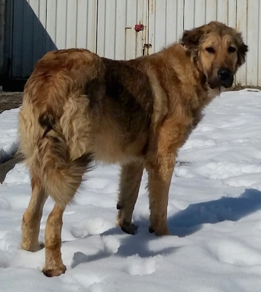 An extra large breed, tan with black, tall thick-coated dog with a long fluffy tail and small fold over ears with dark eyes and a dark nose standing in snow.