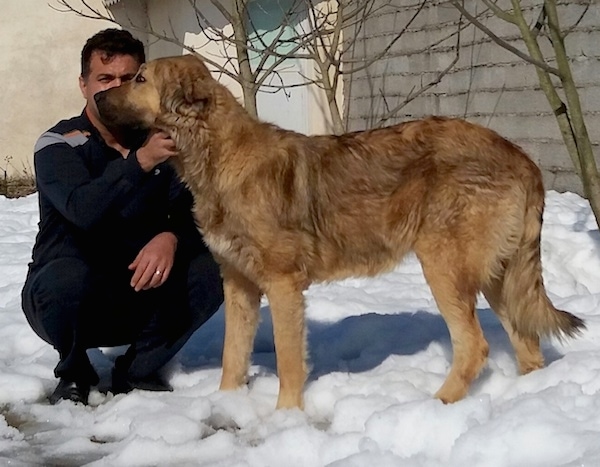 A huge tall dog with a thick tan with black coat, a long tail, black snout, dark eyes and ears that hang down to the sides standing in snow with a man kneeling down beside him.
