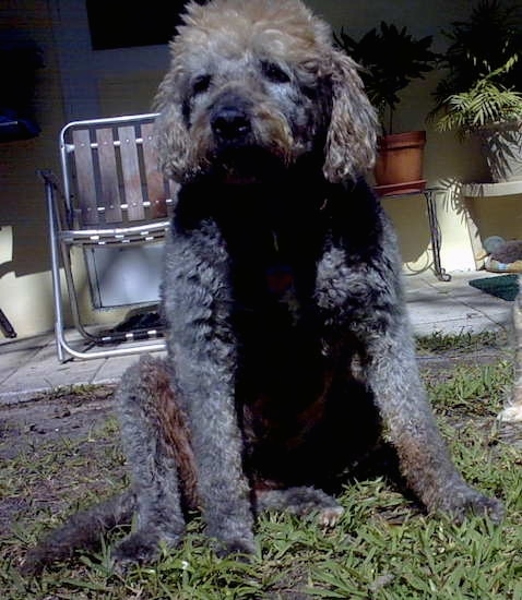 Front view of a large breed curly coated dog with long soft wavy ears a gray and tan coat sitting down in grass. It has a dark nose and dark eyes. There is a aluminum and wood fold up chair behind it on a porch.
