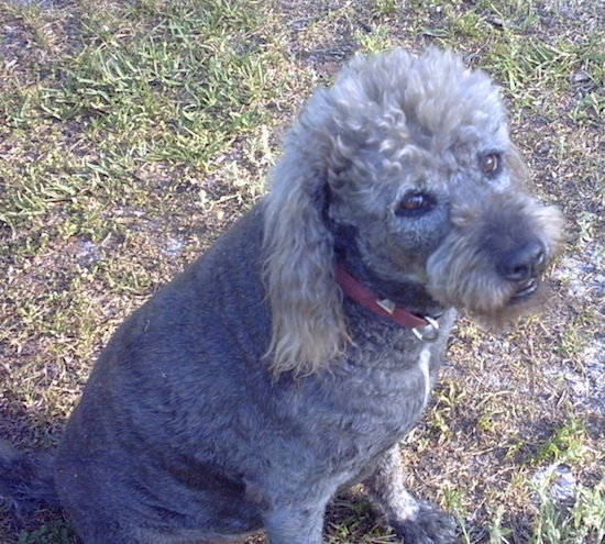 A large curly coated gray and tan dog with a shaved coat sitting down in grass looking up. The dog has brown almond shaped eyes a black nose and a red collar.