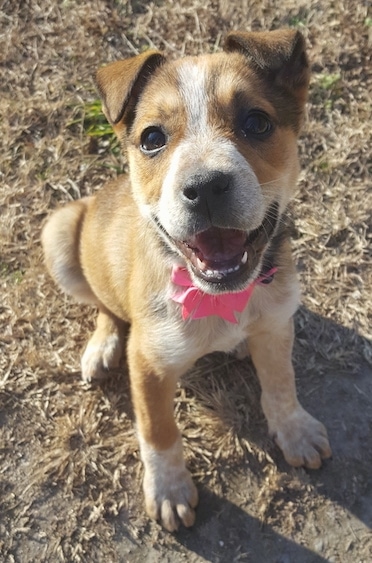 Front view of a happy looking tan with white and black puppy with small fold over v-shaped ears, wide brown eyes and a black nose sitting in brown grass wearing a pink bow. The pup has black lips.