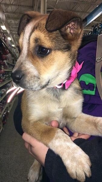 A person inside of a store holding a small tan with white and black puppy that is wearing a pink bow on her collar. The dog is looking to the left and she has brown eyes and small ears that fold over to the front.
