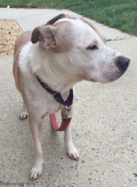 Front view - A white with tan short-haired dog with its small fold over ears pinned back, its dark eyes squinted and a black nose. The dog has its head turned to the right. Its head looks large compared to the thickness of its chest. The dog is standing on a concrete sidewalk with a red leash hanging off of its black collar.