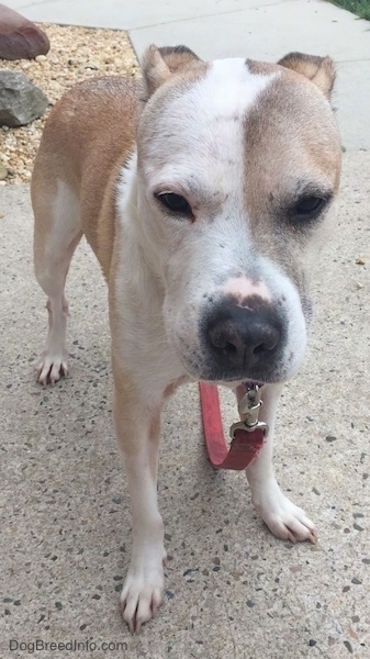 Front view - A tan and white dog with its small fold over ears pinned back behind its head. Half of the dog's face is white and the other half is tan. Its nose is black and its legs are white and body is tan. The dog is standing on a concrete sidewalk.