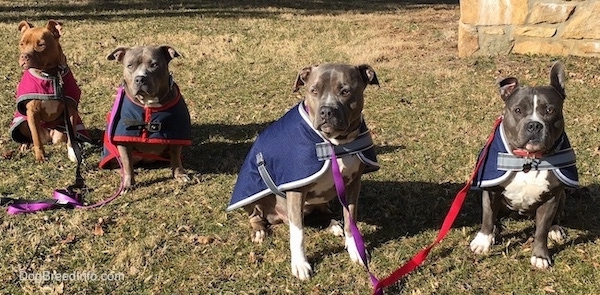 A row of Pit Bulls and an American Bully. The first dog is a red-nose pit bull, the next dog is a blue shorty pit bull, the next dog is a blue brindle pit bull and the dog on the far right is a blue American Bully. They are all sitting down outside in grass on a cold day with their coats on.