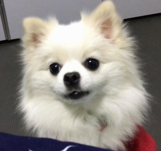 Front view head shot of a thick coated fluffy white toy dog with perk ears wearing a red shirt sitting on a floor looking up at the camera. The dog  has large round dark eyes, black nose and black lips. The dog's head is tilted to the left.