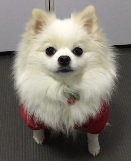 Front view of a thick coated fluffy white toy dog with perk ears wearing a red shirt sitting on a floor looking up at the camera. The dog  has large round dark eyes, black nose and black lips.