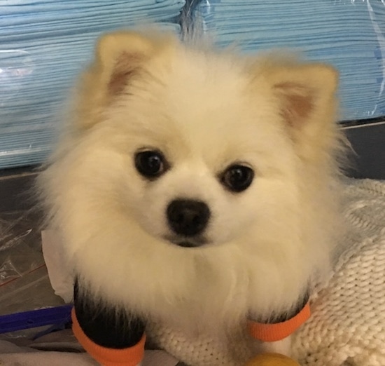Close up head shot of a fluffy white dog with thick fur. It has small perk ears, large dark round eyes, black nose and black lips. The dog is wearing a black with orange shirt. There are two stacks of light blue pee pads behind it.