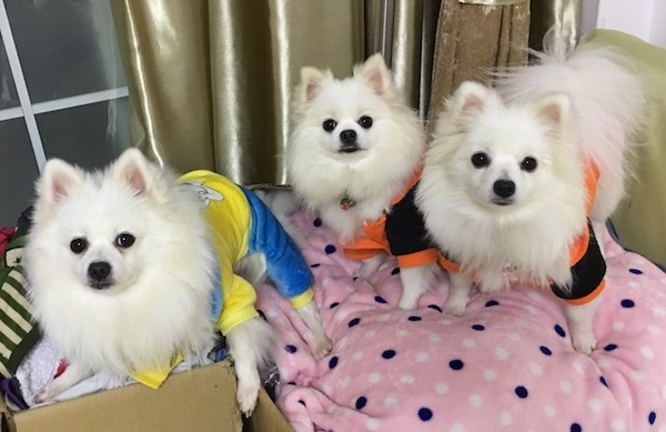 Three little white fluffy spitz looking Pom dogs with small perk ears wearing clothing standing on a pink polka dot blanket looking up at the camera. They all have dark eyes and black noses.