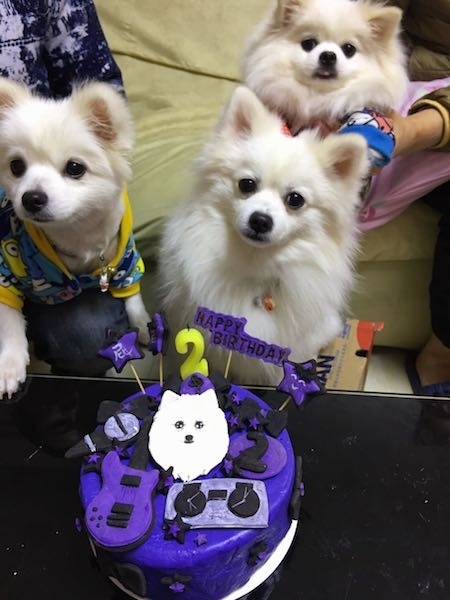 Three toy sized, small fluffy little white dogs with small perk ears, black eyes and black noses sitting in front of a purple birhtday cake that has a picture of a white dog and a guitar and the number two on it along with other decorations on it.