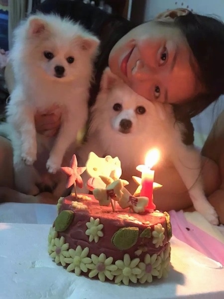 A lady with dark hair holding two small fluffy white dogs in front of a hello kitty birthday cake that has a lit candle. She has her head on top of the dog in her right arm.