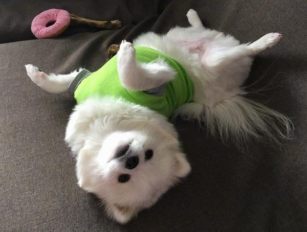 A fluffy little white dog laying belly up on a brown blanket with a lime green shirt on. There is a plush donut toy next to her. The dog's nose is black and it has dark eyes.