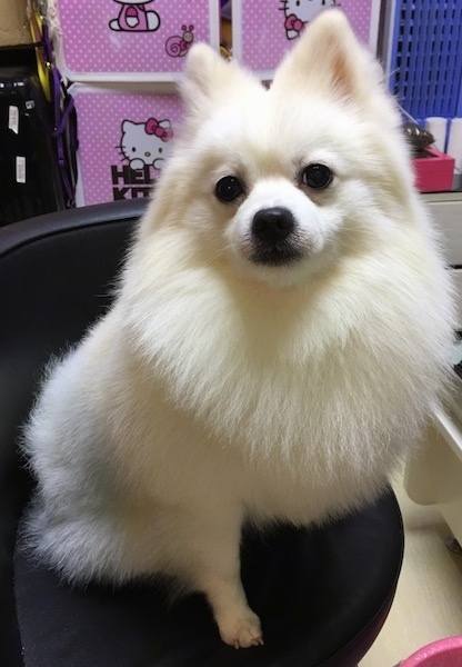 Front view - A thick coated small fluffy white dog with a black nose, black eyes and small white perk ears sitting on a black leather chair with Hello Kitty decorations behind it.