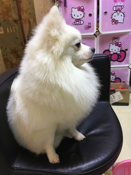 Side view - A thick coated small fluffy white dog with a black nose, black eyes and small white perk ears sitting on a black leather chair with Hello Kitty decorations behind it.