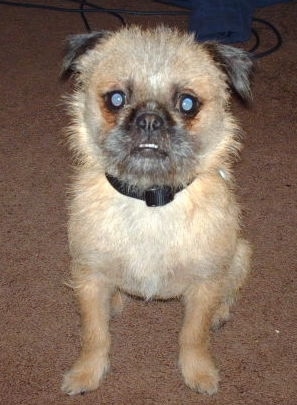 Front view - A round headed, scruffy looking with a wiry look dog with a pushed back face with tan on its body and black on its ears and snout sitting on a brown carpeted floor. The dog has wide round eyes and its bottom teeth are showing due to an underbite.
