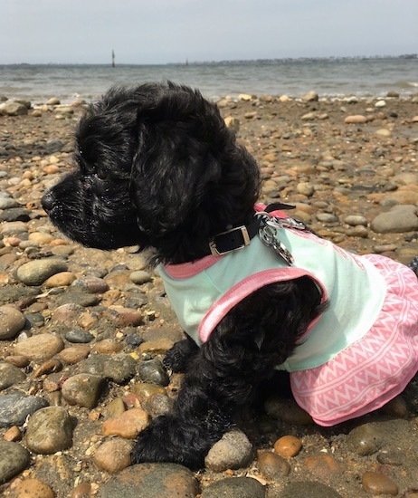 Side view - A tiny wavy coated shiny black puppy dog wearing a pink and light green shirt sitting down on a stoney beach with a large body of water next to it.