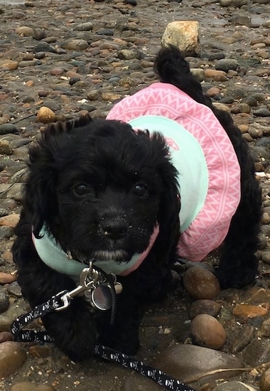 Front view - A tiny wavy coated shiny black puppy dog wearing a pink and light green shirt walking on a stoney wet beach. The puppy has wide round black eyes, a black nose and a little bit of white on its chin.