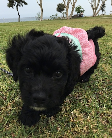 Front view - A tiny wavy coated shiny black puppy dog wearing a pink and light green shirt walking on grass with trees and a large body of water in the distance behind it. The pup's tail is curled up over its back.