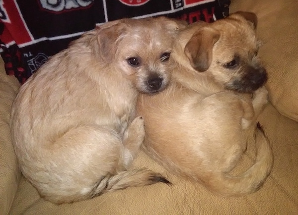 Two small breed wiry looking, tan with black dogs with small fold over ears laying down curled up on a tan chair.