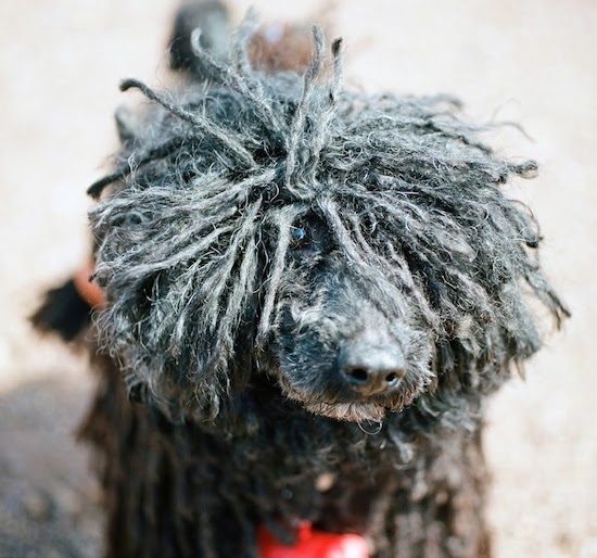 Close up front view - A black Puli with dreadlocks is standing outside in the sun. One of its eyes is showing under its long hair and the other eye is covered in cords.